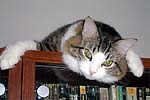 Laura's Nermal