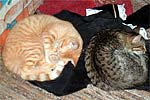 Tonya's Cats